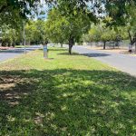 Cleaned and Mowed De Bruyn Street