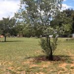 Cleaned and Mowed JF & Paul Kruger Park