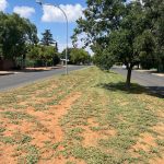 Median Grass Cut De Bruyn str