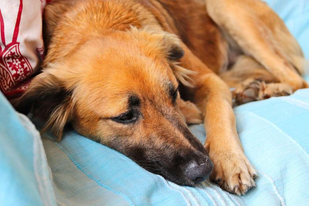 What To Do If Your Dog Has Been Poisoned