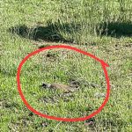 We left an un-mowed area for the nesting Kiewiets