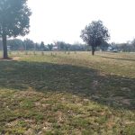 Paul Kruger Park and Avenue Cleaned Up