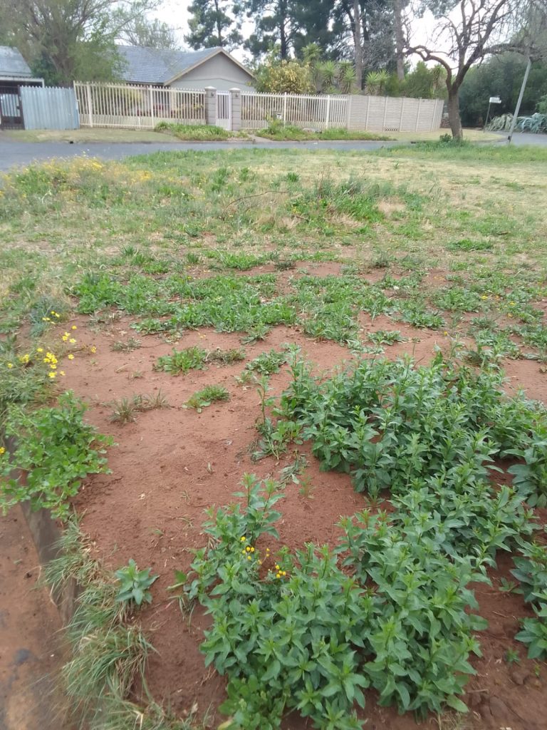 Rooy Park Cut and Cleaned