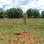 President Paul Kruger Park Cleaned