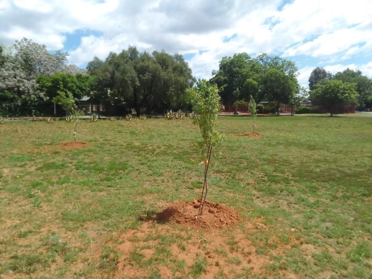 President Paul Kruger Park Cleaned