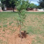 President Paul Kruger Park Cleaned