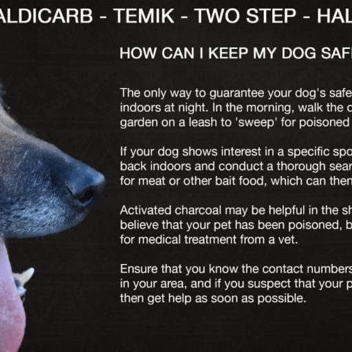 Dog Poisoning on the Rise in Bloemfontein