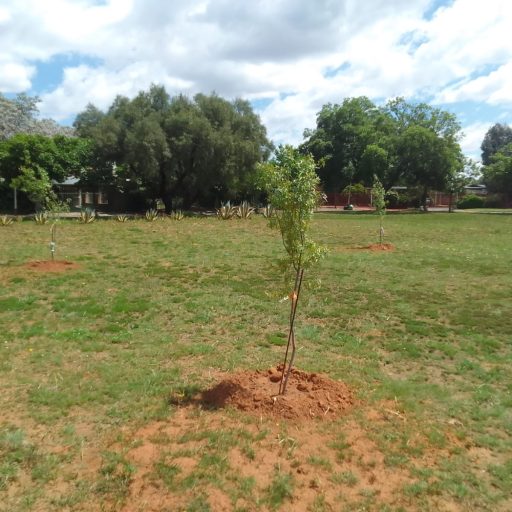 President Paul Kruger Park Cleaned